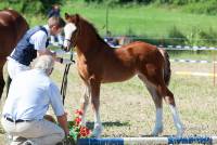 Meisterhof's Macarena, IG Welsh Regionalschau Bayern 2019, Foto: Andrea Wurm