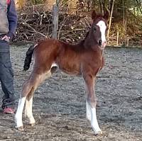 Meisterhof's Tatonka, geb. 01.04.2019