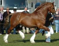 Felinmor Triple Crown, Foto: Henk van Dijk