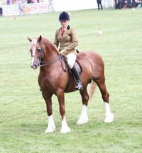 Menai Martino, Royal Welsh Show 2013