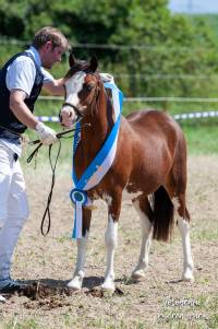 Meisterhof's MollyJane, geb. 2018, Welsh Sektion A, Foto: Andrea Wurm