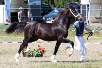 Meisterhof's D'Artagnan, geb. 2018, Foto: Andrea Wurm