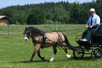 Meisrerhof Gwendolin, Stutleistungspr&uuml;fung 2020