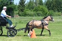 Meisrerhof Gwendolin, Stutleistungspr&uuml;fung 2020