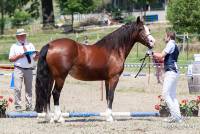 Meisterhof&#039;s Madeleine, RG Schau Bayern 2019, Foto: Andrea Wurm