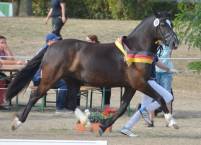 Meisterhof's Rosemary, FN-Bundessiegerstute 2018, Foto: Frederike Rosenthal