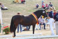 Meisterhof's Rosemary, FN-Bundessiegerstute 2018, Foto: Jens Biedermann